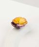 Pansy Pop Mini