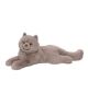 Juliette Persian Cat