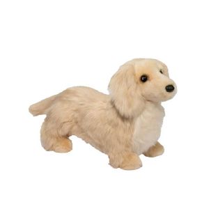 Haisley Golden Dachshund